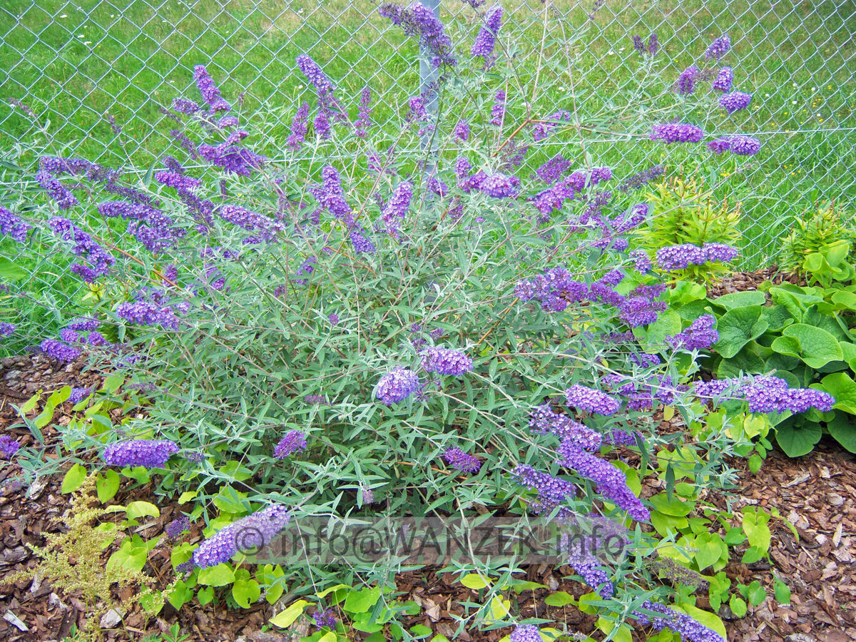 Buddleja Hybride Nanho Blue 01.JPG
